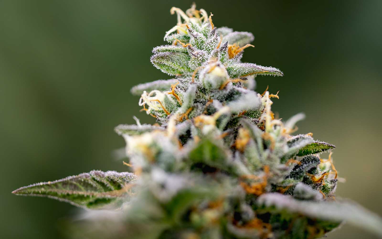 **80oz** AAA Island Pink : Indica hybrid