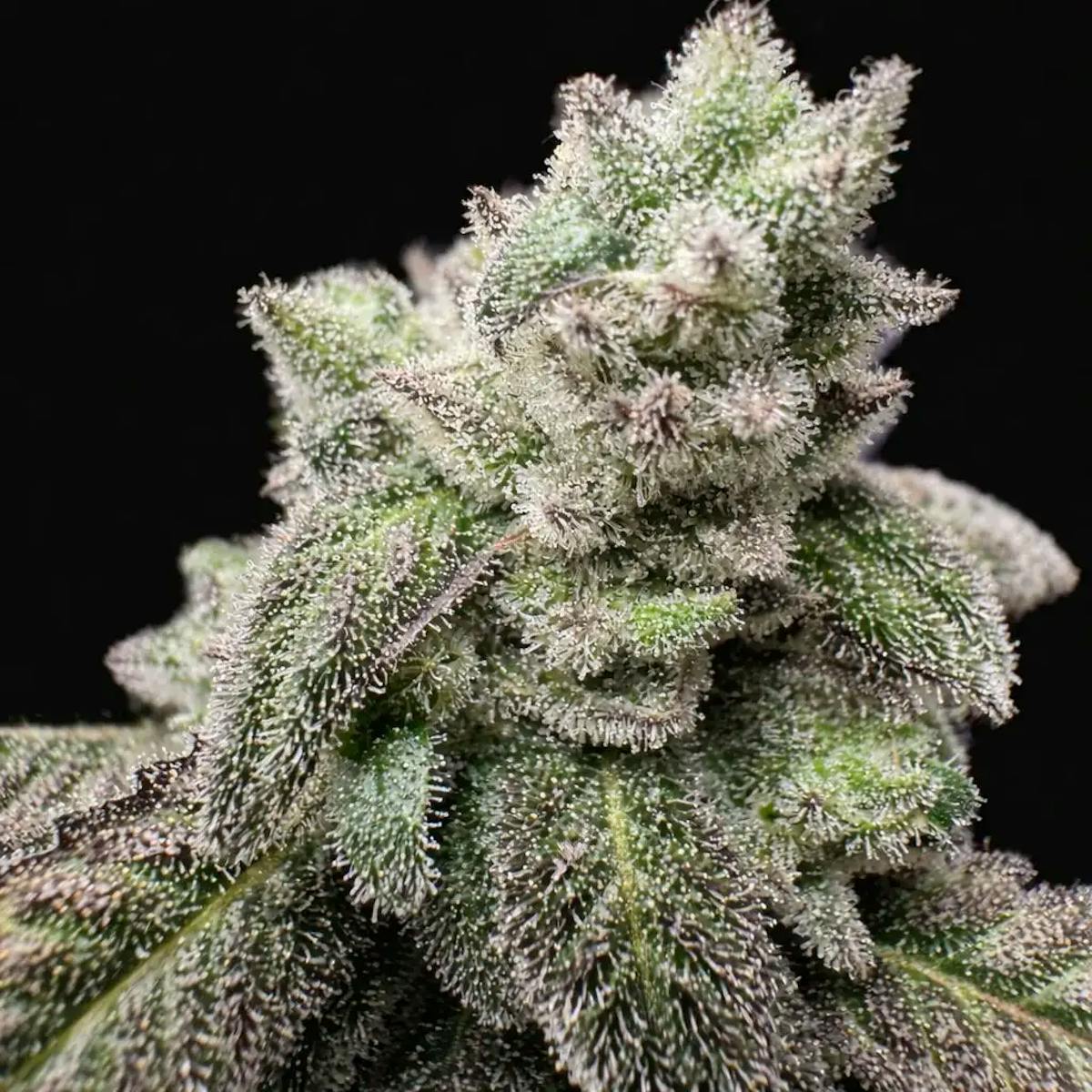 **80oz** AA Grape Rock Candy : indica