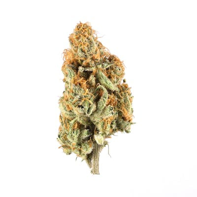 **70oz** AA Sugar Papi : hybrid