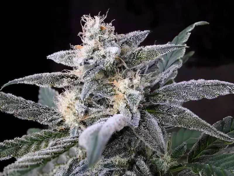 **60oz** AA White Widow : sativa hybrid