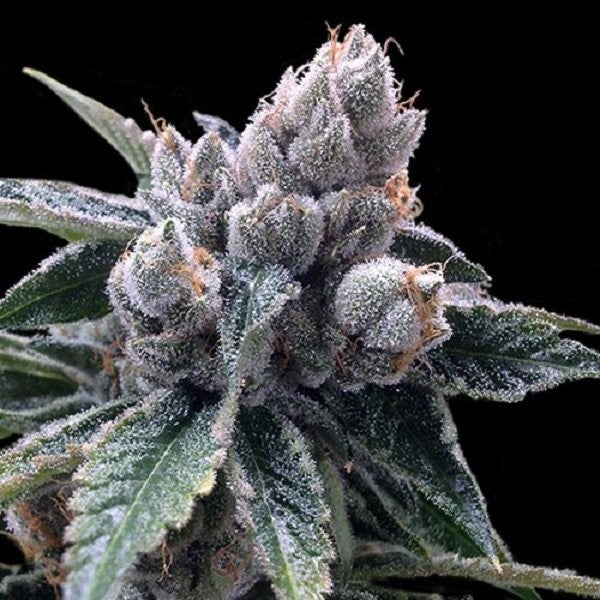 **50oz** AA White Walker (smalls) - Hybrid (photo is of strain**)