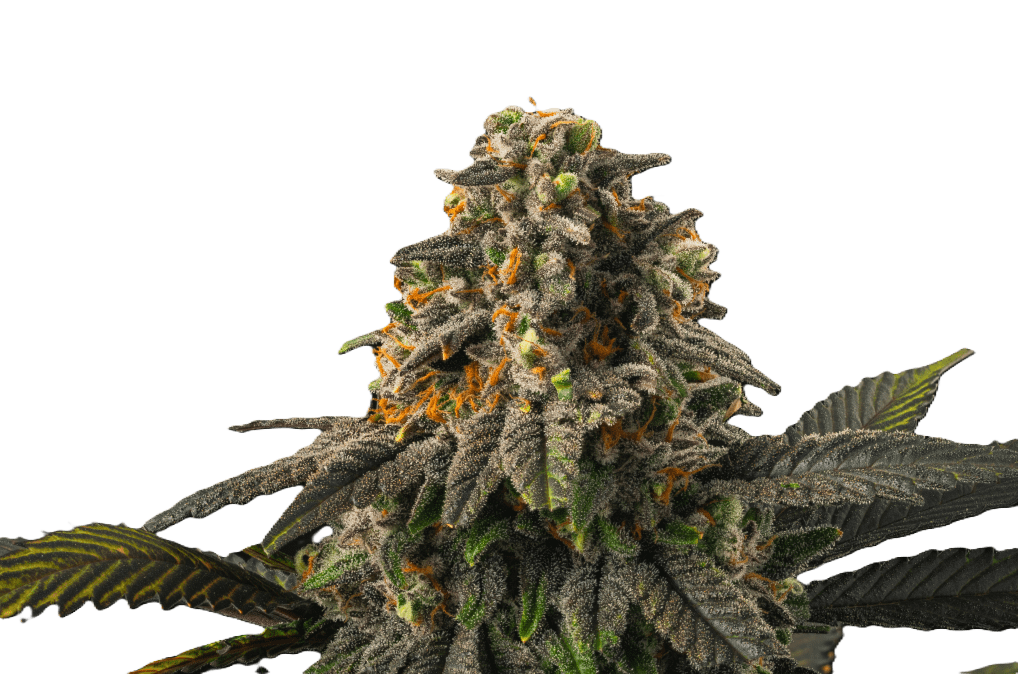 **50oz** AA Tiger Blood : Indica hybrid
