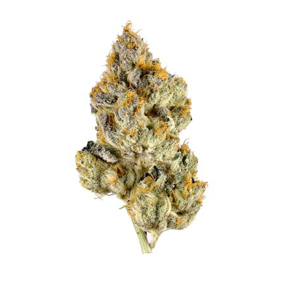 **100oz** AAA Exodus Cheese : hybrid