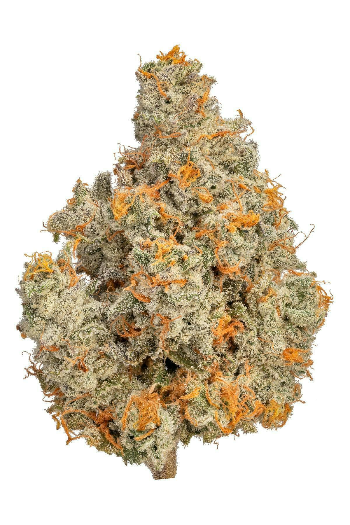 **140oz** AAAA Fruit Loop Haze : Indica hybrid